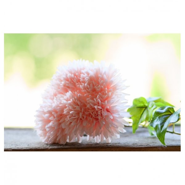 Dahlior - 6-pack - Pastellrosa