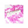 Konfettikanon It�s a Girl