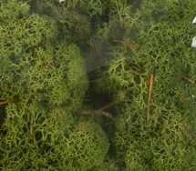 Mossa Grön- Dekoration - Stor påse - 100 g Mossa Grön- Dekoration - Stor påse - 100 g