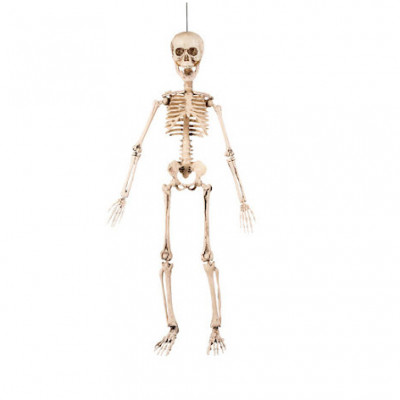 Skelett - 50 cm